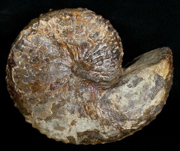 Hoploscaphites nebrascensis Ammonite #6128